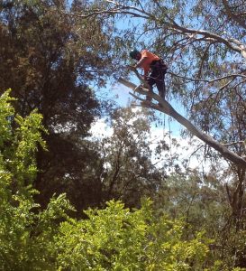 Bears Tree Service - Image